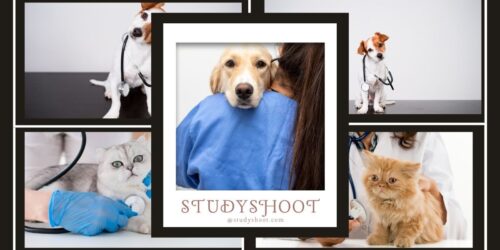 تخصص الطب البيطري