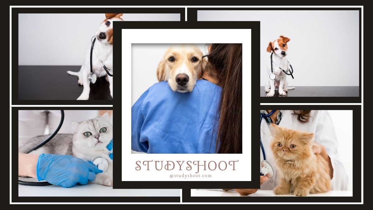 تخصص الطب البيطري