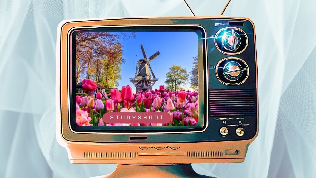 دراسة القانون في هولندا