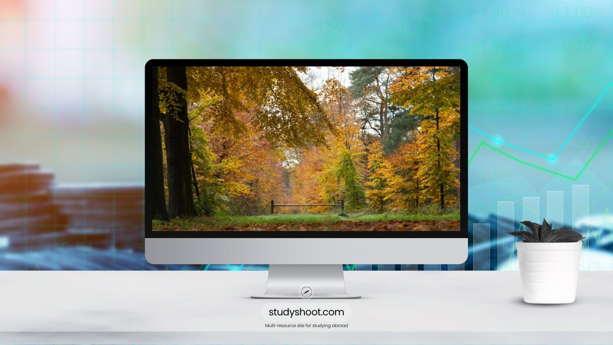 العمل في هولندا