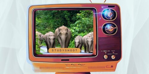 دراسة الصحافة والإعلام في تايلاند