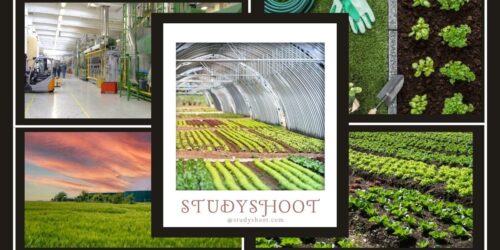 تخصص الإنتاج النباتي