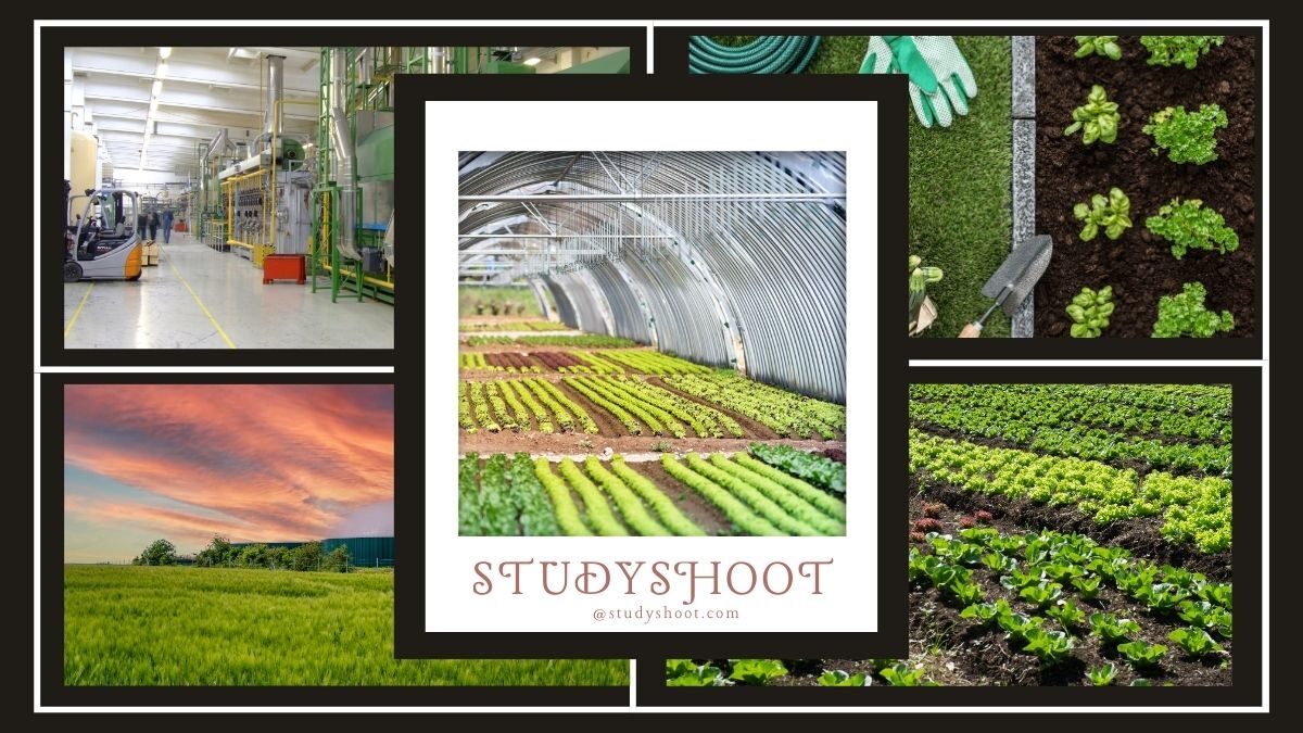 تخصص الإنتاج النباتي