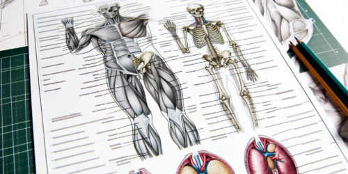 تخصص علم التشريح