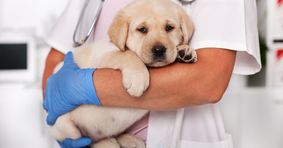 عن دراسة الطب البيطري في كندا