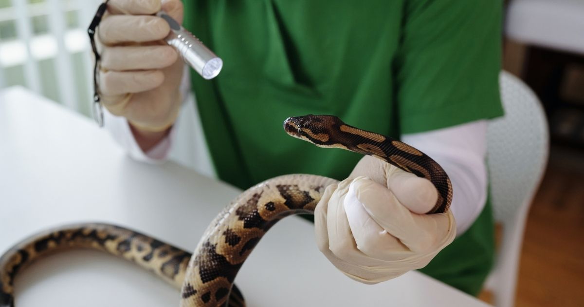 تخصصات دراسة الطب البيطري في كندا