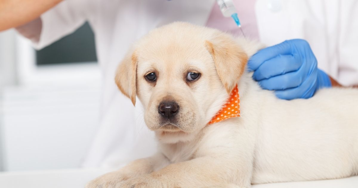 شروط دراسة الطب البيطري في كندا