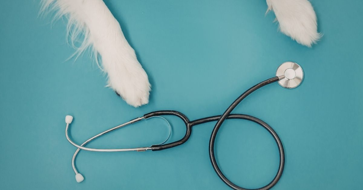 كيفية التقديم لدراسة الطب البيطري في كندا