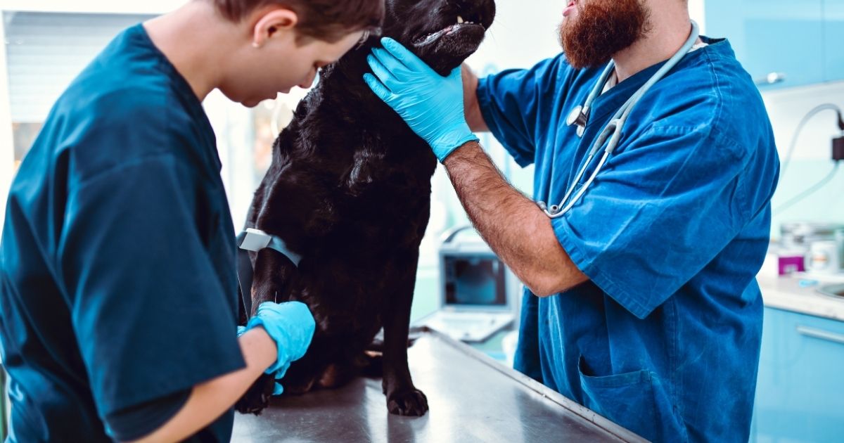 ستودي شووت دراسة تخصص في الخارج دراسة الطب البيطري في كندا