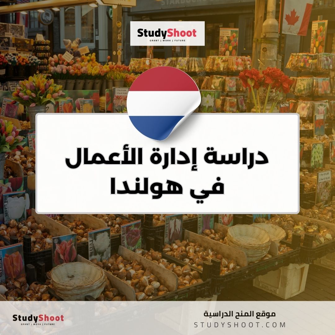 دراسة إدارة الأعمال في هولندا