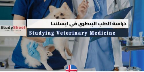 دراسة الطب البيطري في ايسلندا